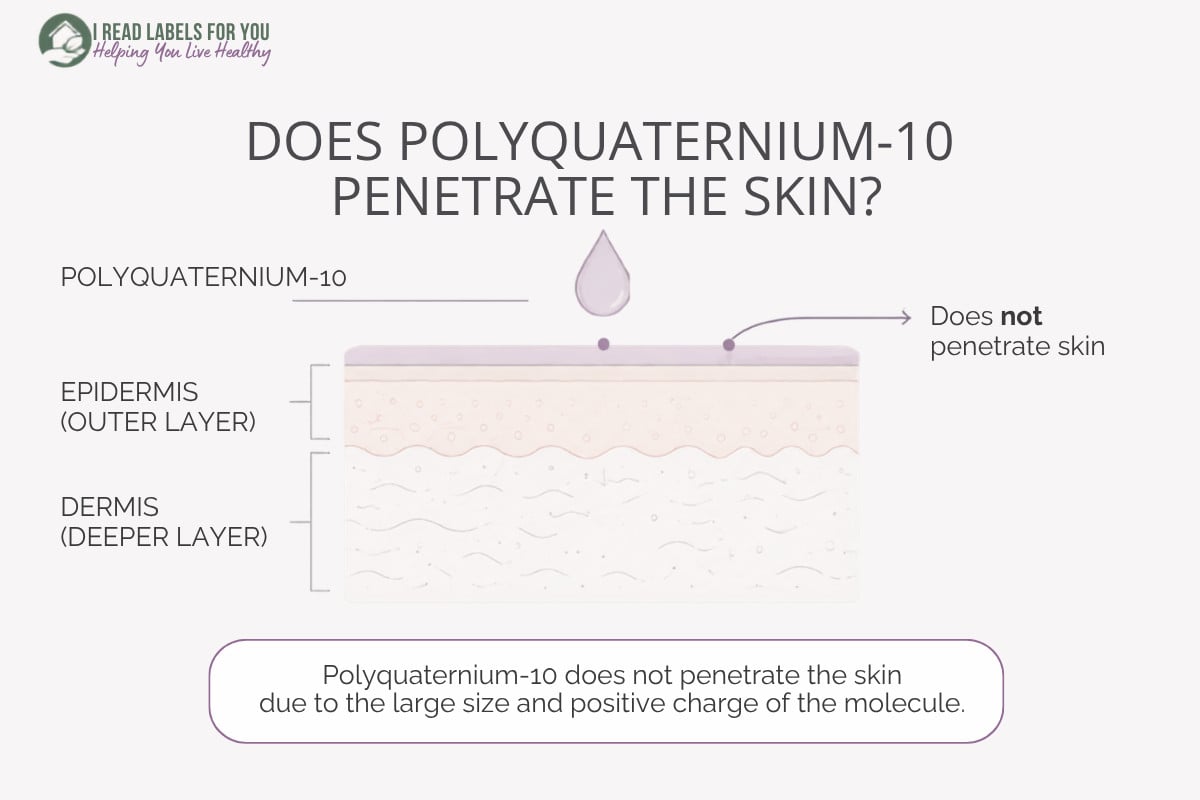 Infographic depicting skin layers and answering the question Does Polyquaternium-10 Penetrate the Skin