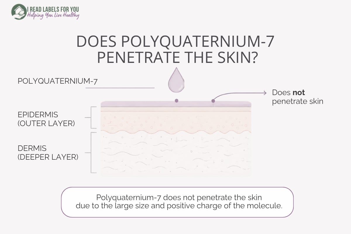 Infographic depicting skin layers and answering the question Does Polyquaternium-7 Penetrate the skin