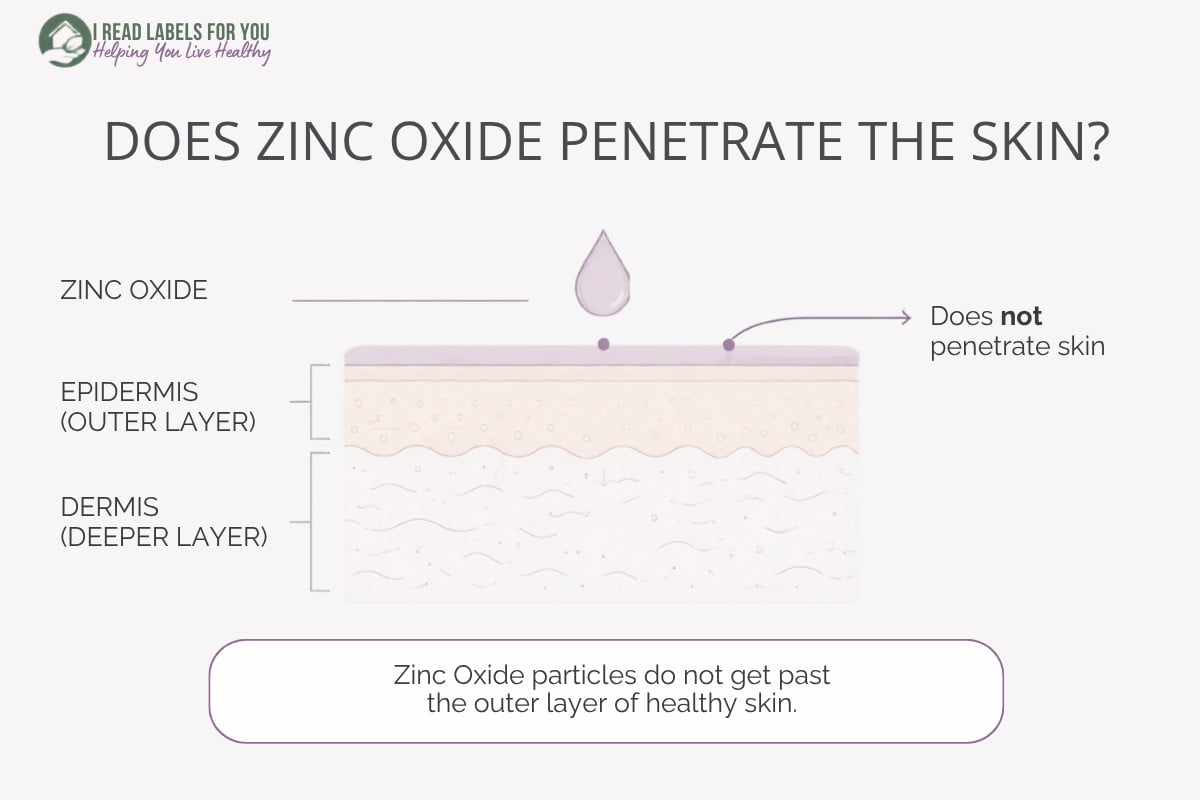 Infographic depicting skin layers and answering the question Does Zinc Oxide penetrate the skin