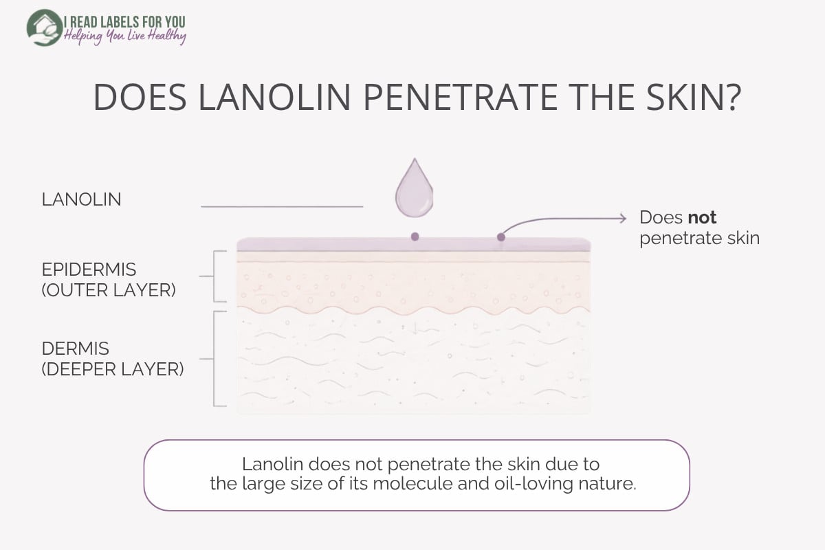 Infographic depicting skin layers and answering the question Does lanolin penetrate skin